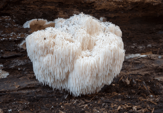 Discovering Lion's Mane: The Medicinal Mushroom That Improves Cognitive and Digestive Health and Relieves Anxiety