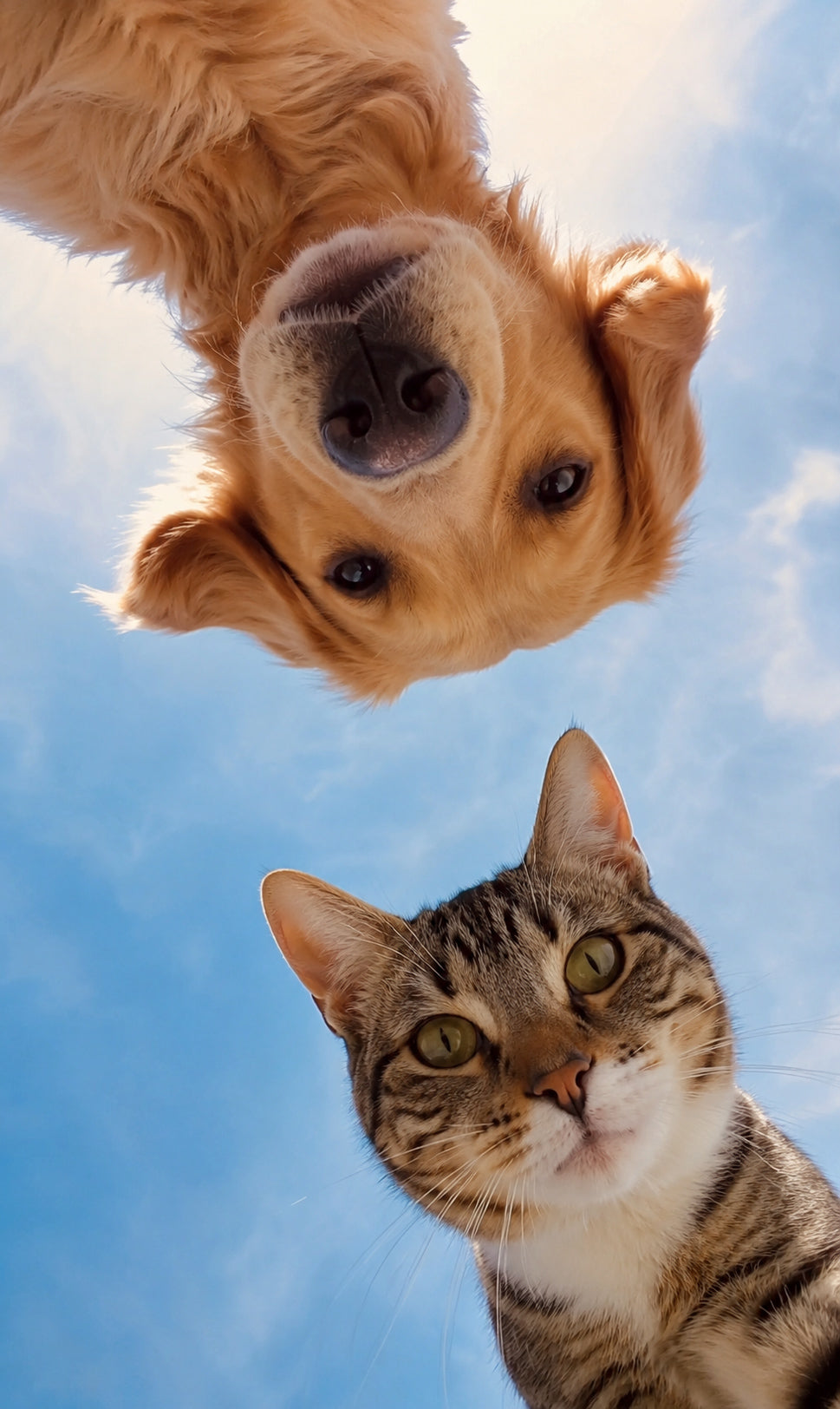 Pets